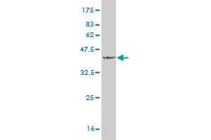 Western Blotting (WB) image for anti-Tumor Necrosis Factor (Ligand) Superfamily, Member 18 (TNFSF18) (AA 68-177) antibody (ABIN563899)