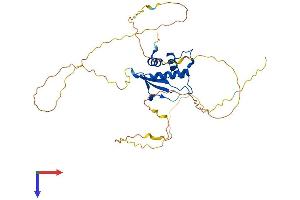 IRF2 Protein (AA 1-349) (His tag)