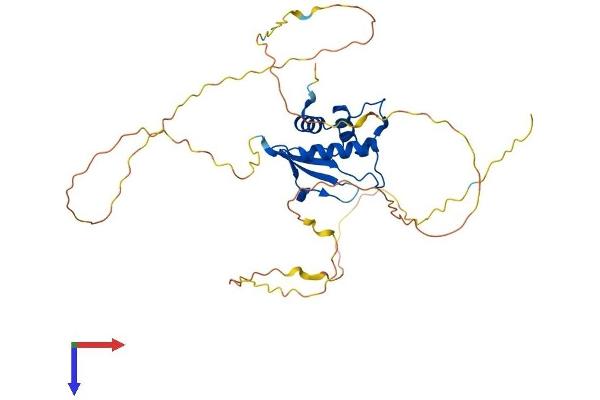 IRF2 Protein (AA 1-349) (His tag)