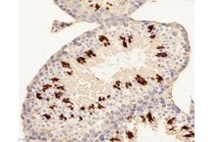 Immunohistochemistry analysis of paraffin-embedded mouse testis using,H2ab1 (ABIN7074228) at dilution of 1: 8800 (H2-AB1 Antikörper)