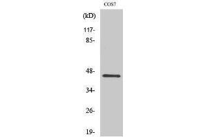 Western Blotting (WB) image for anti-Cytohesin 3 (CYTH3) (C-Term) antibody (ABIN3175435) (Cytohesin 3 Antikörper  (C-Term))