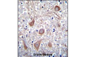 PTCHD1 Antibody (Center) (ABIN655343 and ABIN2844907) immunohistochemistry analysis in formalin fixed and paraffin embedded human brain tissue followed by peroxidase conjugation of the secondary antibody and DAB staining. (PTCHD1 Antikörper  (AA 611-639))