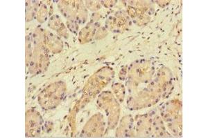 Immunohistochemistry of paraffin-embedded human pancreatic tissue using ABIN7165362 at dilution of 1:100 (FAM117B Antikörper  (AA 1-200))