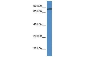Western Blot showing F2 antibody used at a concentration of 1.
