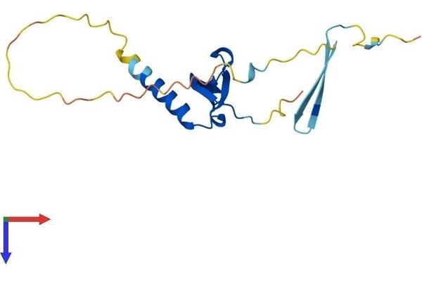 CBX7 Protein (AA 1-158) (His tag)