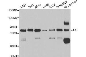 Western blot analysis of extracts of various cell lines, using GC antibody (ABIN5973339) at 1/1000 dilution. (Gc Antikörper)
