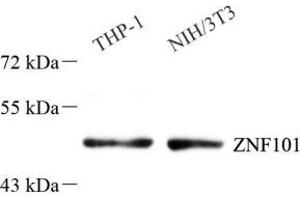 Western blot analysis of ZNF101 (ABIN7076259) at dilution of 1: 1000 (ZNF101 Antikörper)