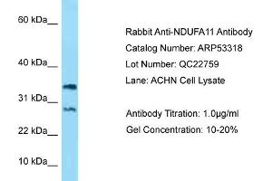 Western Blotting (WB) image for anti-NADH Dehydrogenase (Ubiquinone) 1 alpha Subcomplex, 11, 14.7kDa (NDUFA11) (N-Term) antibody (ABIN2785338) (NDUFA11 Antikörper  (N-Term))