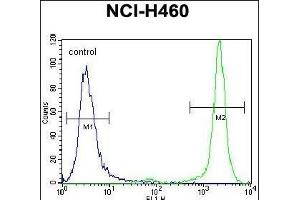 HIST3H3 Antibody (Center) (ABIN656159 and ABIN2845490) flow cytometric analysis of NCI- cells (right histogram) compared to a negative control cell (left histogram). (Histone 3 Antikörper  (AA 50-78))