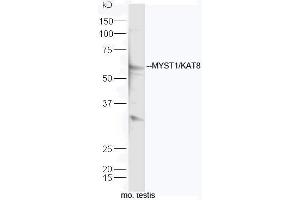 Mouse testis lysates probed with Rabbit Anti-KAT8 Polyclonal Antibody, Unconjugated (ABIN1714841) at 1:300 overnight at 4˚C. (MYST1 Antikörper  (AA 301-400))