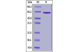 SDS-PAGE (SDS) image for Fibrinogen-Like 1 (FGL1) (AA 23-312) (Active) protein (AVI tag,Fc Tag,Biotin) (ABIN6923181)