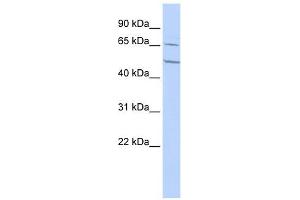 CHRNA4 antibody used at 1 ug/ml to detect target protein. (CHRNA4 Antikörper  (N-Term))