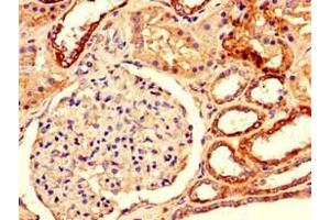 Immunohistochemistry of paraffin-embedded human kidney tissue using ABIN7150769 at dilution of 1:100 (Dual Specificity Phosphatase 3 (DUSP3) (AA 14-96) Antikörper)