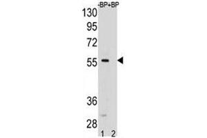 SMAD5 antibody pre-incubated without (lane 1) and with (2) blocking peptide in HeLa lysate. (SMAD5 Antikörper  (AA 241-269))