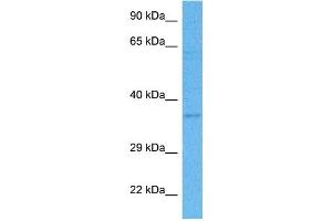 Host:  Rabbit  Target Name:  PURA  Sample Tissue:  Human THP-1 Whole Cell lysates  Antibody Dilution:  1ug/ml (PURA Antikörper  (N-Term))