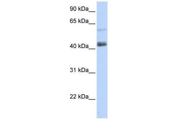 PRDM15 Antikörper  (C-Term)