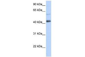 PRDM15 antibody used at 0. (PRDM15 Antikörper  (C-Term))