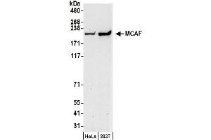 Western Blotting (WB) image for anti-Chemokine (C-C Motif) Ligand 2 (CCL2) (AA 25-100) antibody (ABIN7449398)
