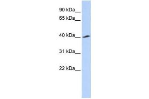 Western Blotting (WB) image for anti-Potassium Inwardly-Rectifying Channel, Subfamily J, Member 16 (KCNJ16) antibody (ABIN2458139)