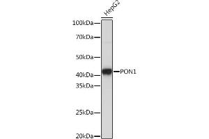 Western blot analysis of extracts of HepG2 cells, using PON1 Rabbit mAb (ABIN7269172) at 1:1000 dilution. (PON1 Antikörper)