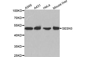 Western Blotting (WB) image for anti-Sestrin 3 (SESN3) antibody (ABIN1876378) (SESN3 Antikörper)