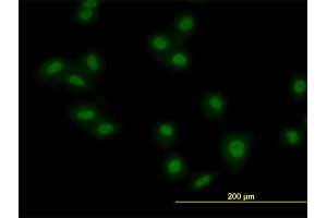 Immunofluorescence (IF) image for anti-Makorin Ring Finger Protein 2 (MKRN2) (AA 317-415) antibody (ABIN565129)