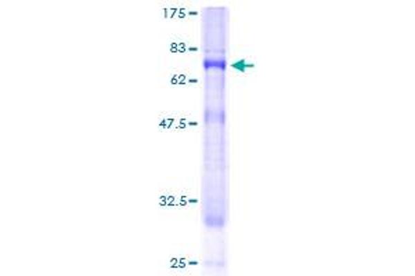 PIGO Protein (AA 1-454) (GST tag)