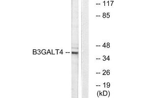 Western Blotting (WB) image for anti-UDP-Gal:betaGlcNAc beta 1,3-Galactosyltransferase, Polypeptide 4 (B3GALT4) (Internal Region) antibody (ABIN1850898) (B3GALT4 Antikörper  (Internal Region))