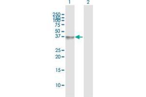 Western Blot analysis of HOXD1 expression in transfected 293T cell line by HOXD1 MaxPab polyclonal antibody. (HOXD1 Antikörper  (AA 1-328))