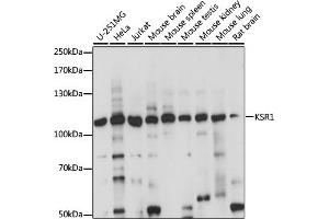 Western blot analysis of extracts of various cell lines, using KSR1 antibody (ABIN7268119) at 1:1000 dilution. (KSR1 Antikörper  (AA 320-420))