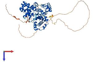 TBC1D10A Protein (AA 1-508) (His tag)