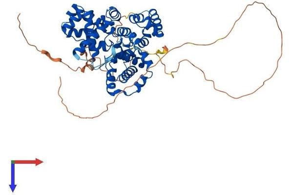 TBC1D10A Protein (AA 1-508) (His tag)