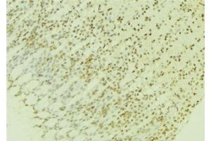 ABIN6276951 at 1/100 staining Human gastric tissue by IHC-P. (PPP2R4 Antikörper  (C-Term))