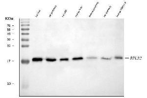 Western blot analysis of RPL32 using anti-RPL32 antibody (ABIN7602916). (RPL32 Antikörper  (C-Term))