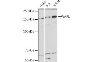 Western blot analysis of extracts of various cell lines, using WAPL Rabbit mAb (ABIN7271380) at 1:1000 dilution. (WAPAL Antikörper)