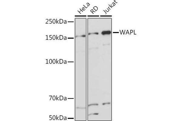 WAPAL antibody