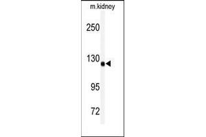Western blot analysis of anti-ADAMTS19 Antibody (Center) in mouse kidney tissue lysates (35ug/lane). (ADAMTS19 Antikörper  (Middle Region))