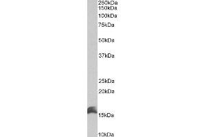 ABIN4902595 (1µg/ml) staining of Kelly lysate (35µg protein in RIPA buffer). (CUTA Antikörper)