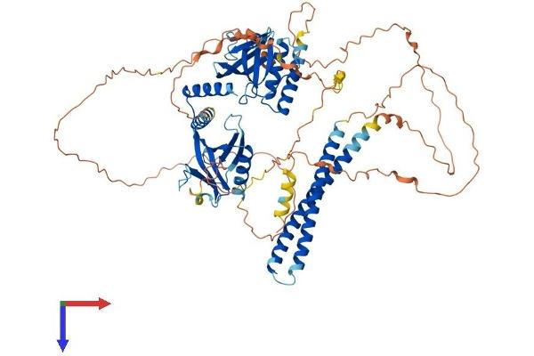 AFAP Protein (AA 1-731) (His tag)