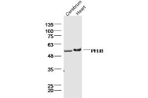 Lane 1: mouse cerebrum lysates Lane 2: mouse heart lysates probed with PELI3 Polyclonal Antibody, Unconjugated  at 1:300 dilution and 4˚C overnight incubation. (Pellino 3 Antikörper  (AA 301-400))