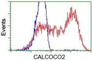 HEK293T cells transfected with either RC203843 overexpress plasmid (Red) or empty vector control plasmid (Blue) were immunostained by anti-CALCOCO2 antibody (ABIN2453913), and then analyzed by flow cytometry. (CALCOCO2 Antikörper)