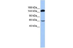 SRBD1 antibody used at 1 ug/ml to detect target protein.