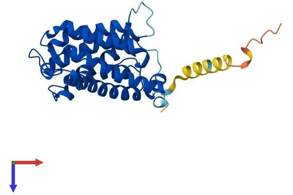 AQP2 Protein (AA 1-271) (His tag)