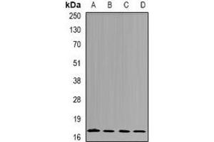 Western blot analysis of nm23-H4 expression in Jurkat (A), A549 (B), mouse kidney (C), rat brain (D) whole cell lysates. (NME4 Antikörper)