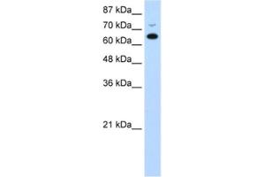 Western Blotting (WB) image for anti-MGC27016 antibody (ABIN2462338) (MGC27016 Antikörper)