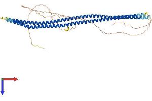 Syncoilin Protein (Sync) (AA 1-482) (His tag)