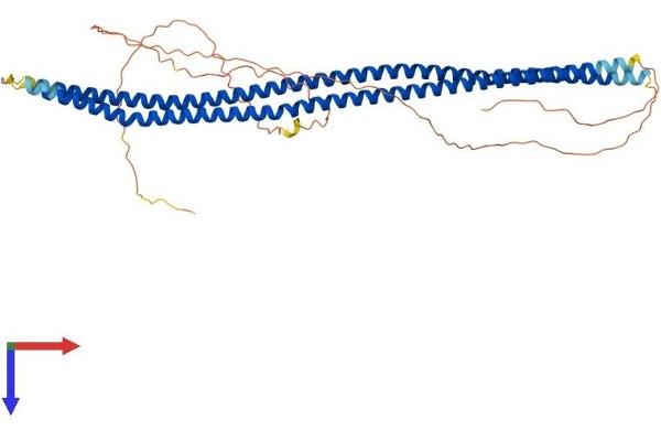 Syncoilin Protein (Sync) (AA 1-482) (His tag)
