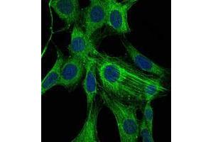 Immunofluorescence analysis of NIH/3T3 cells using ACTA2 mouse mAb (green).