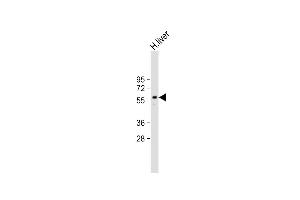 Anti-ARG Antibody (N-term) at 1:2000 dilution + Human liver lysate Lysates/proteins at 20 μg per lane. (PPARG Antikörper  (N-Term))