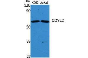 Western Blot (WB) analysis of specific cells using CDYL2 Polyclonal Antibody. (CDYL2 Antikörper  (N-Term))